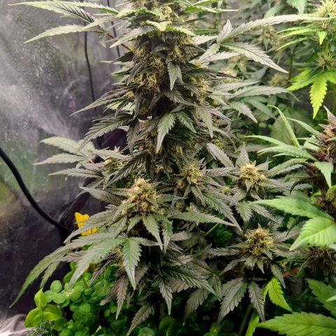 420FastBuds Tangie growlog timeline photo
