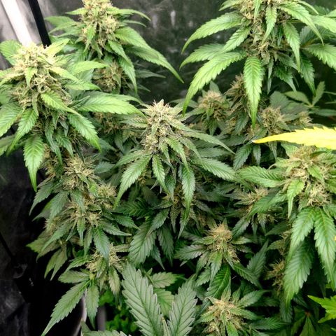 420FastBuds Ztrawberriez  growlog timeline photo