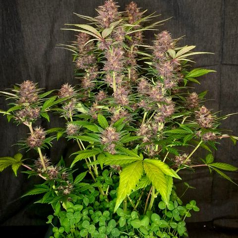 420FastBuds Banana Purple Punch  growlog timeline photo