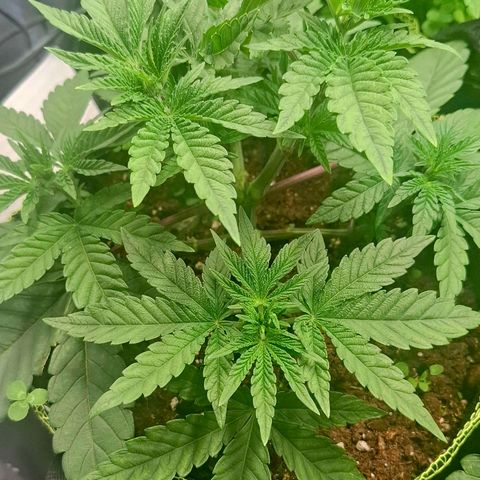 Seriotica  #1 growlog timeline photo
