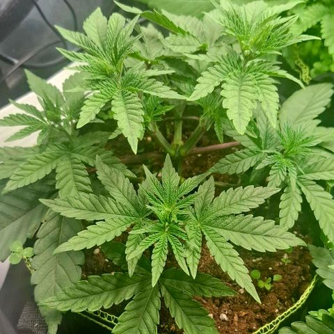 Seriotica  #1 growlog timeline photo