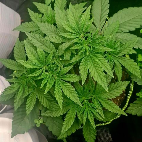 Seriotica  #1 growlog timeline photo