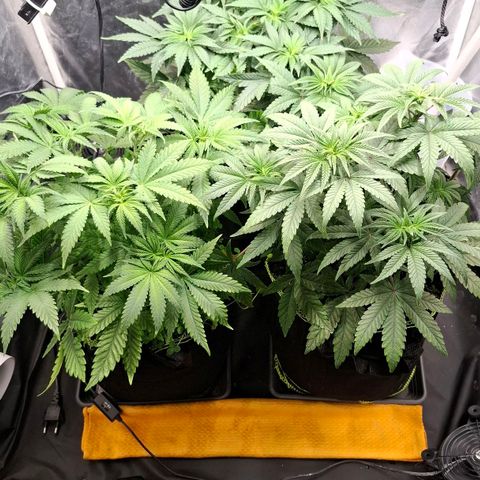 Seriotica  #1 growlog timeline photo