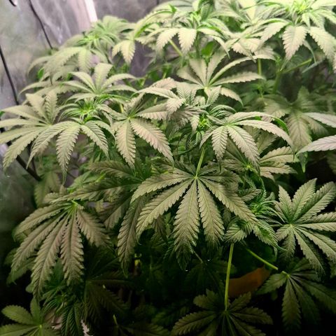 Seriotica  #1 growlog timeline photo