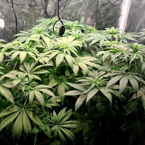 Seriotica  #1 growlog timeline photo