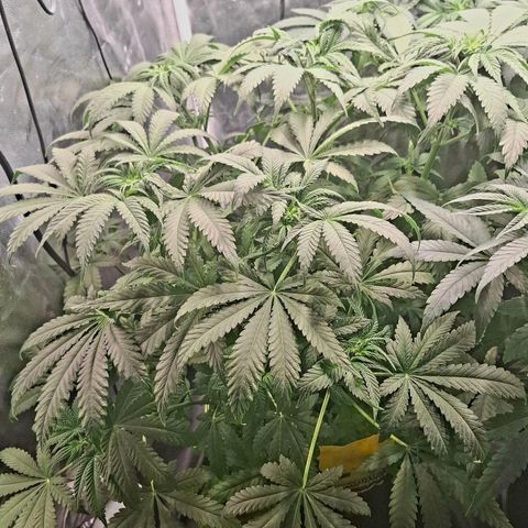 Seriotica  #1 growlog timeline photo