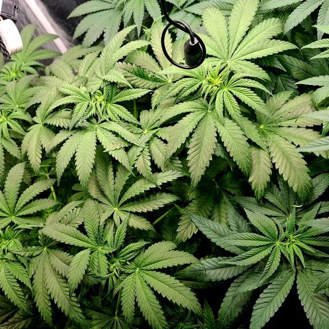 Seriotica  #1 growlog timeline photo