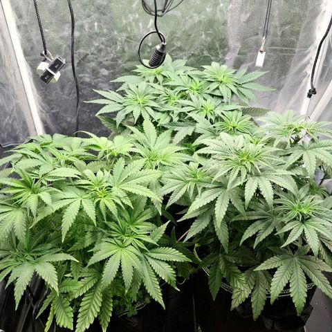 Seriotica  #1 growlog timeline photo
