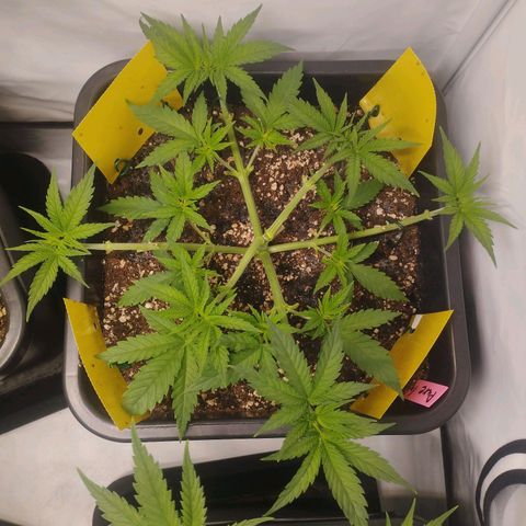Pure Indica klein growlog timeline photo