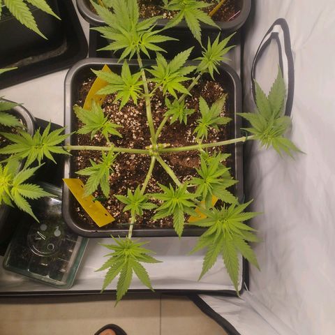Pure Indica Mittel growlog timeline photo