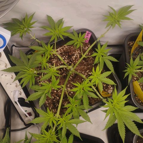 Pure Indica Groß growlog timeline photo