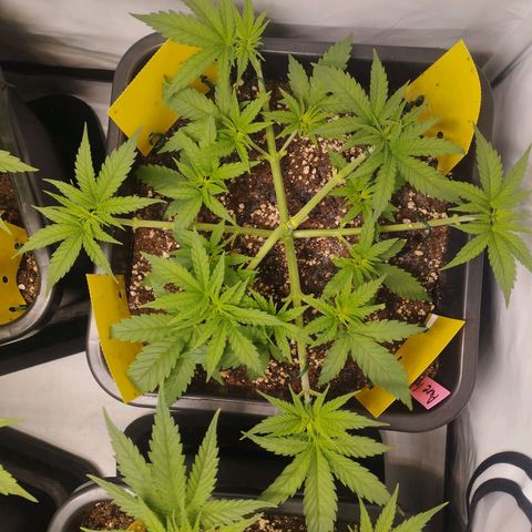 Pure Indica klein growlog timeline photo