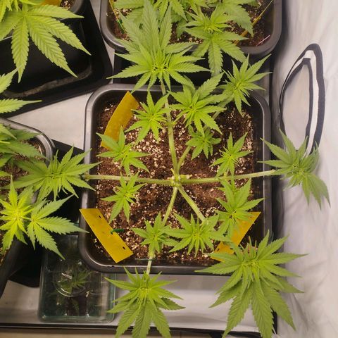 Pure Indica Mittel growlog timeline photo
