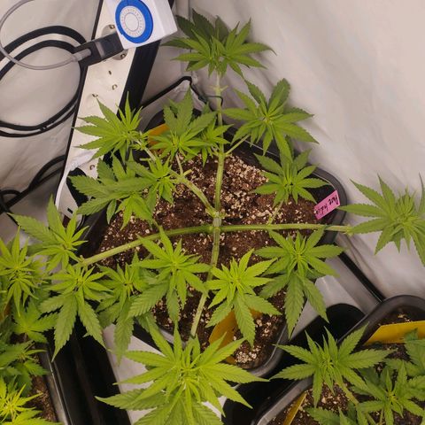 Pure Indica Groß growlog timeline photo