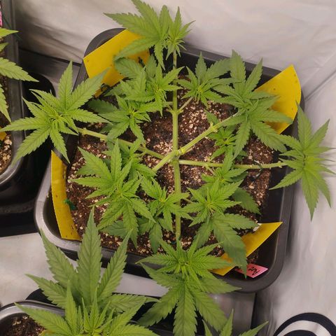 Pure Indica klein growlog timeline photo