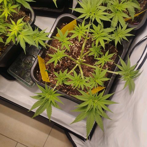 Pure Indica Mittel growlog timeline photo