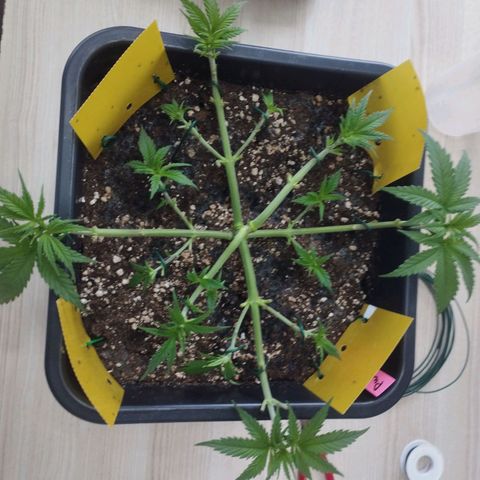 Pure Indica klein growlog timeline photo