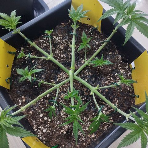 Pure Indica klein growlog timeline photo