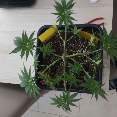 Pure Indica Mittel growlog timeline photo