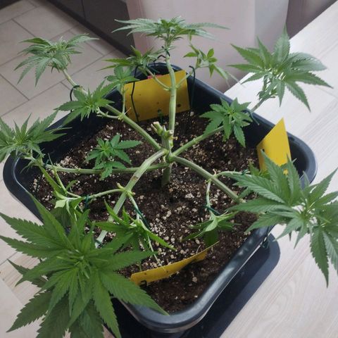 Pure Indica Mittel growlog timeline photo