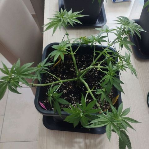 Pure Indica Groß growlog timeline photo