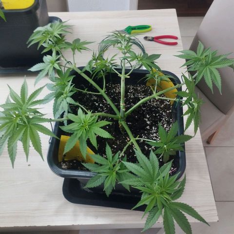 Pure Indica Groß growlog timeline photo