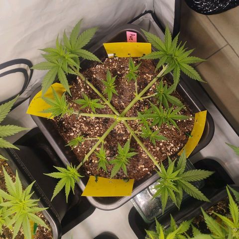 Pure Indica klein growlog timeline photo