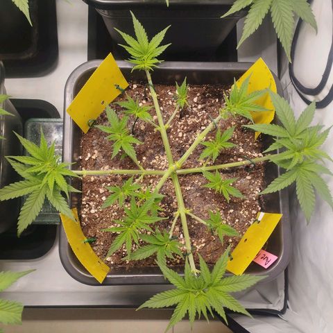 Pure Indica klein growlog timeline photo