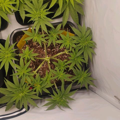 Pure Indica Mittel growlog timeline photo