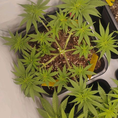 Pure Indica Mittel growlog timeline photo