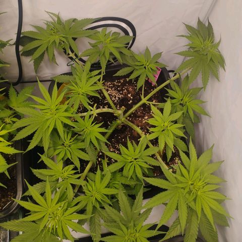 Pure Indica Groß growlog timeline photo