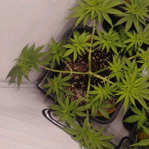 Pure Indica Groß growlog timeline photo