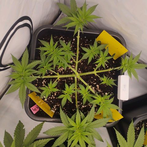 Pure Indica klein growlog timeline photo