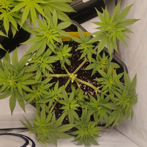 Pure Indica Mittel growlog timeline photo