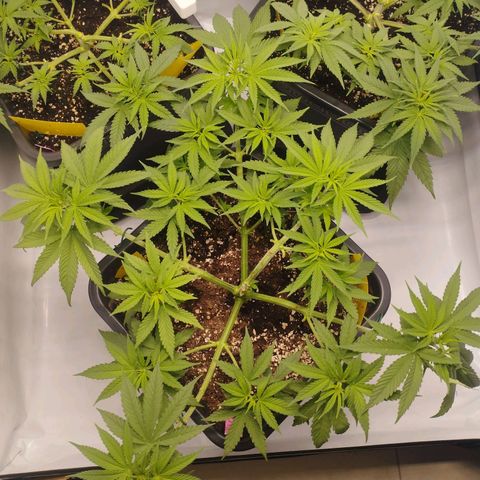 Pure Indica Groß growlog timeline photo