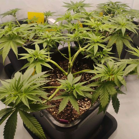 Pure Indica Groß growlog timeline photo