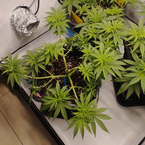 Pure Indica Groß growlog timeline photo