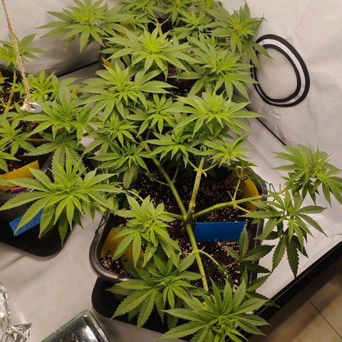 Pure Indica Groß growlog timeline photo
