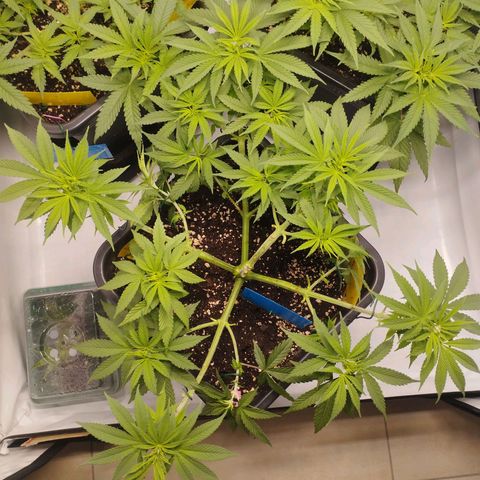 Pure Indica Groß growlog timeline photo