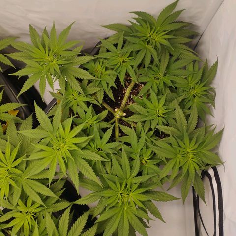 Pure Indica Mittel growlog timeline photo