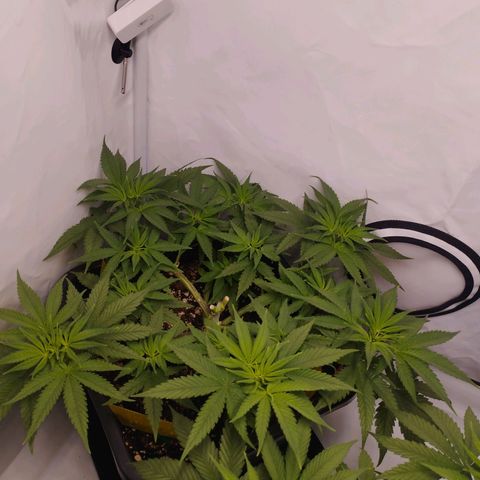 Pure Indica Mittel growlog timeline photo