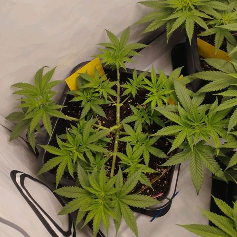 Pure Indica klein growlog timeline photo
