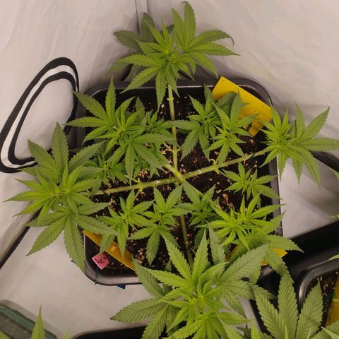 Pure Indica klein growlog timeline photo