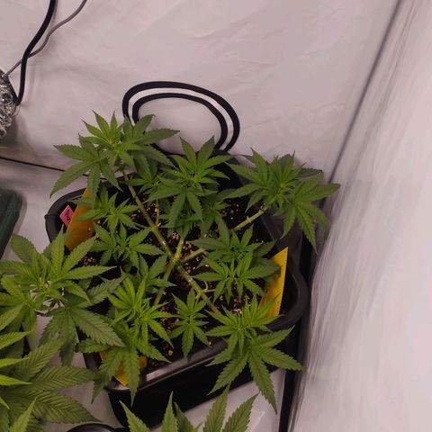 Pure Indica klein growlog timeline photo