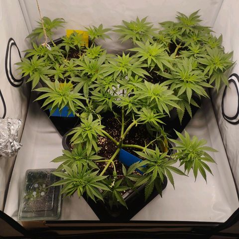 Pure Indica Groß growlog timeline photo