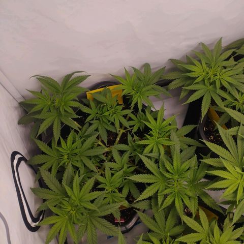 Pure Indica klein growlog timeline photo