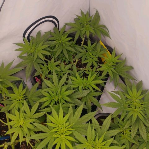 Pure Indica klein growlog timeline photo