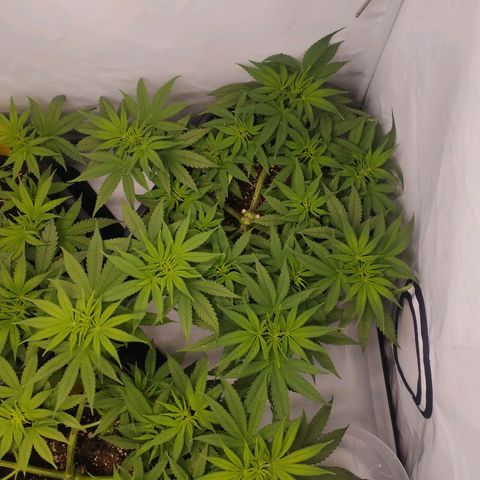 Pure Indica Mittel growlog timeline photo