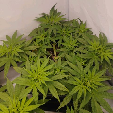Pure Indica Mittel growlog timeline photo