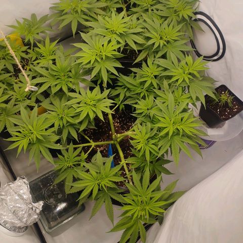 Pure Indica Groß growlog timeline photo